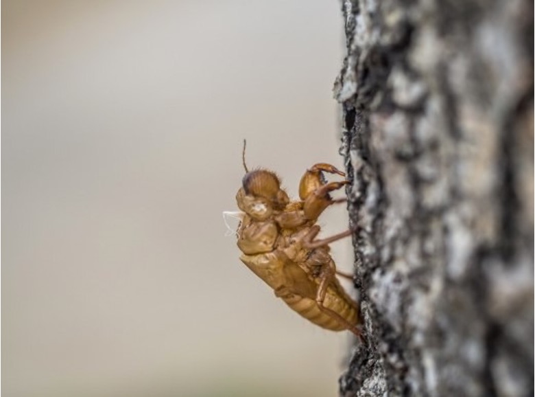 A translucent, golden-brown termite clinging to rough tree bark, showcasing the pest's small yet destructive form up close