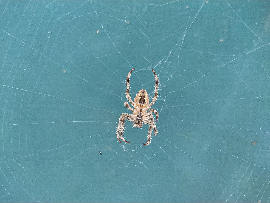 Close-up of a spider hanging on its web