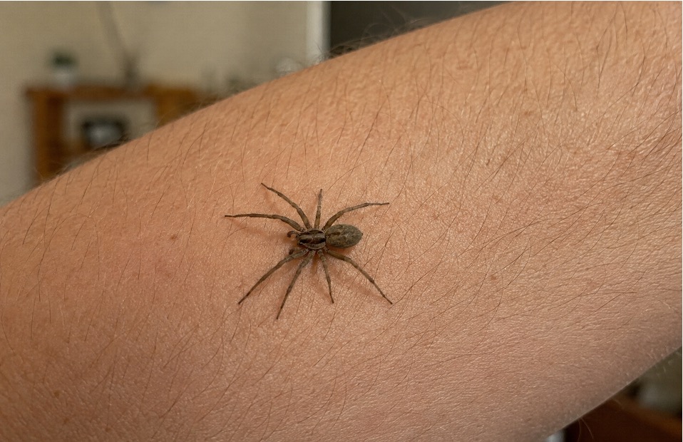 Close-up of a spider on a person’s arm