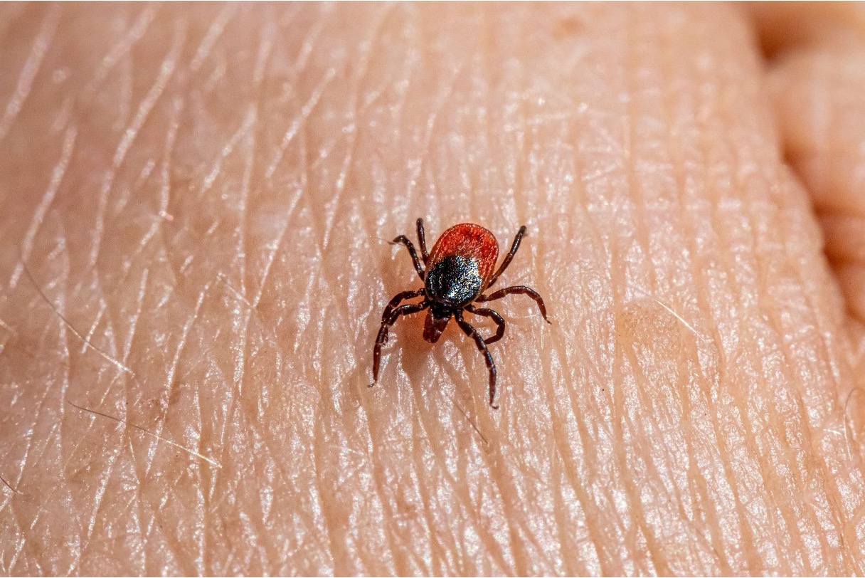 Close-up of a tick roaming on human skin