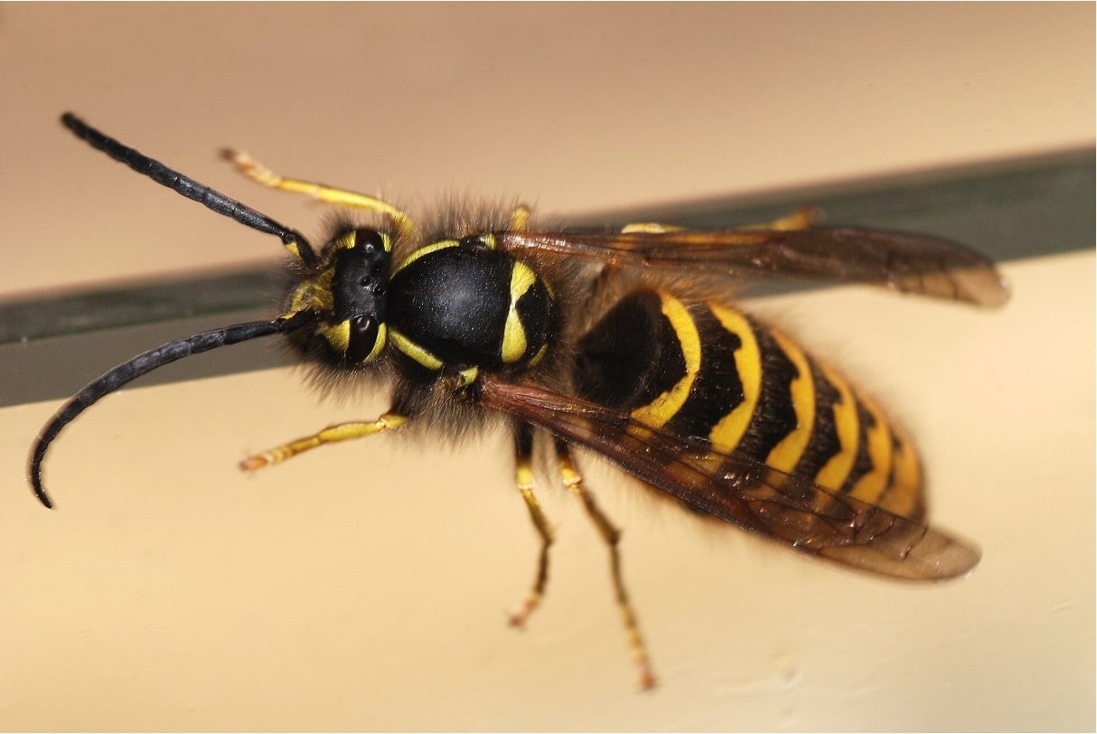 Close-up of a yellow jacket wasp. (Image source: “Wasp January 2008” by Alvesgaspar licensed under CC BY-SA 3.0, via Wikimedia Commons.)