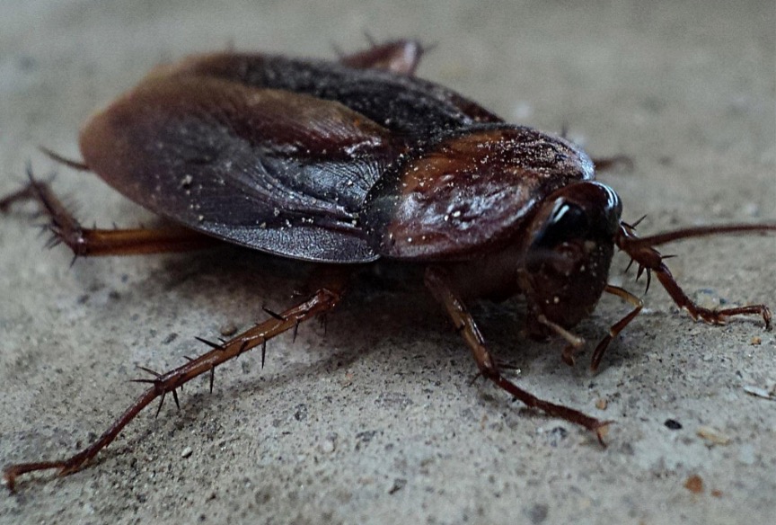 Close-up view of a cockroach, one of the most common household pests