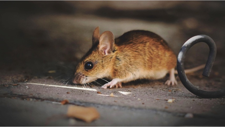 Close-up view of a rodent, one of the most common household pests in Lake Jeanette, NC