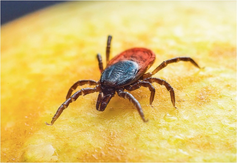 Close-up view of a tick, one of the common pests found in Lake Jeanette, NC