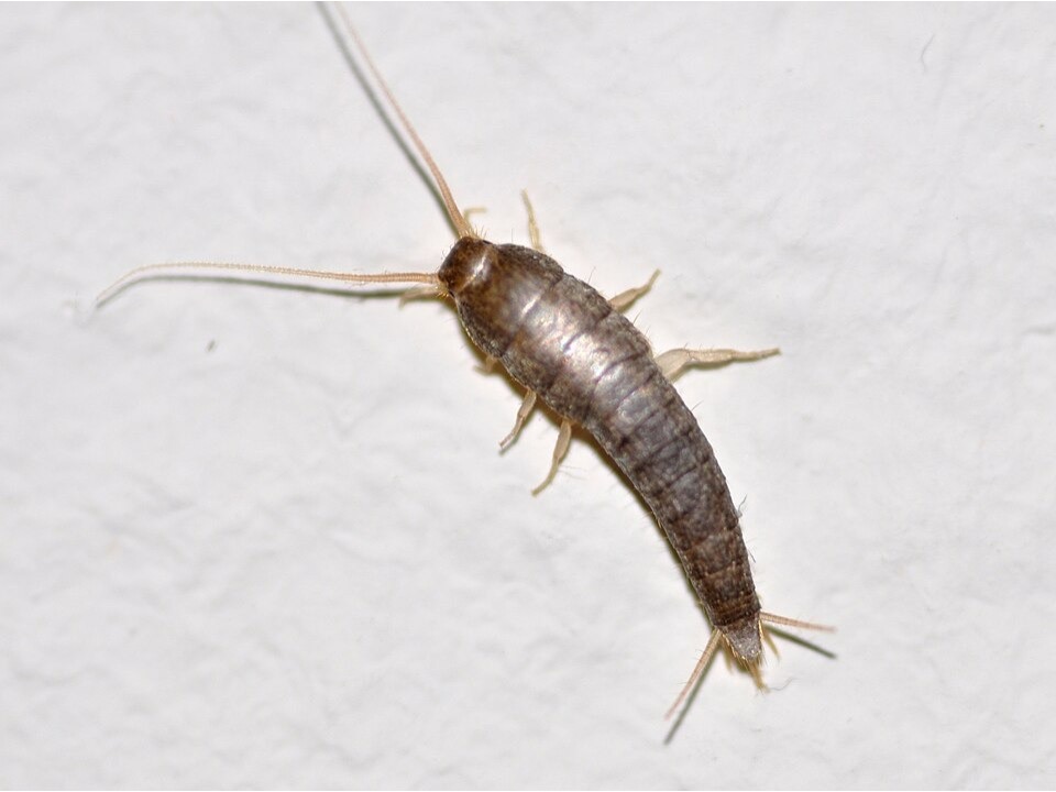 Closeup of a silverfish against a white surface