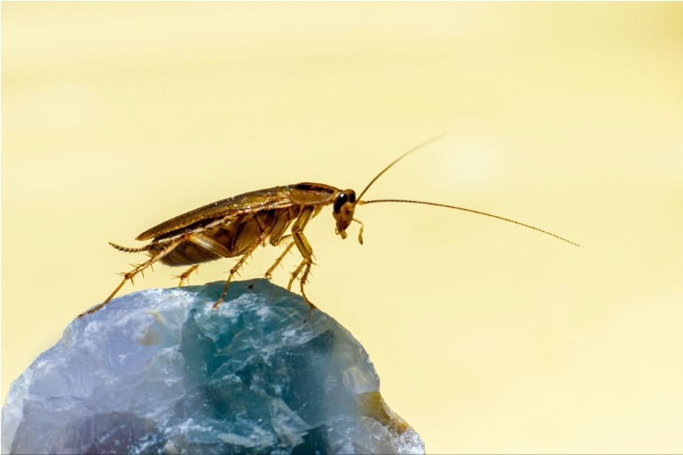 Cockroach standing on a gem-like stone