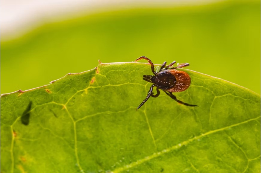 Macro close-up of a tick with a reddish-brown body and dark legs crawling along the serrated edge of a green leaf, against a softly blurred green background