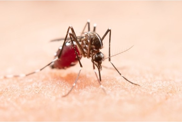 Macro photo of a mosquito with white-striped legs feeding on skin