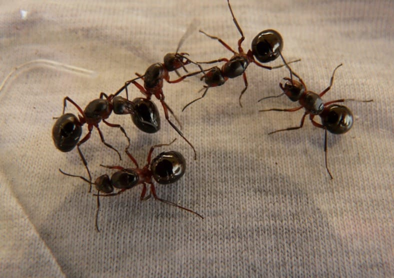 Part of a colony of ants