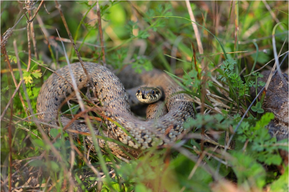Snake in a grassy area