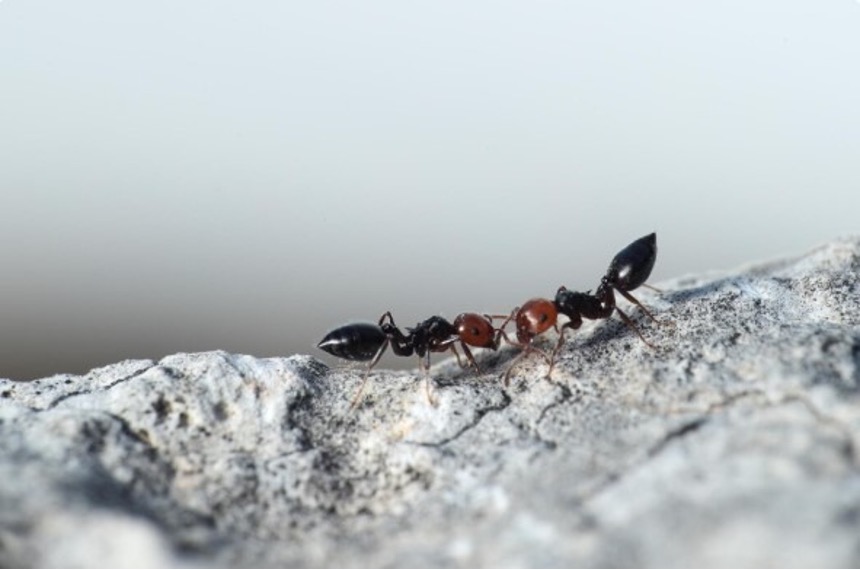 Two ants, one black and one reddish, are facing each other on a light-colored rock