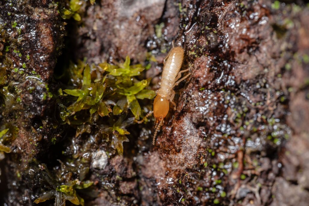 Closeup of a termite in a moist area