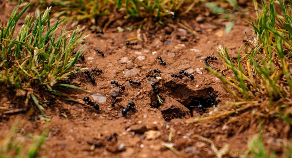A group of black ants moving across bare soil near a nest opening, surrounded by grass.