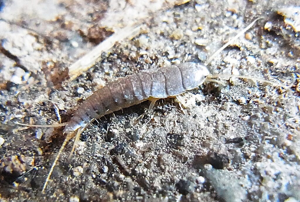 Closeup of a silverfish on a surface of soil 