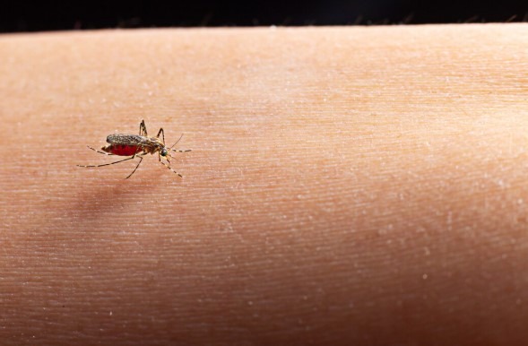 Close-up of a mosquito with a blood-filled abdomen feeding on human skin.