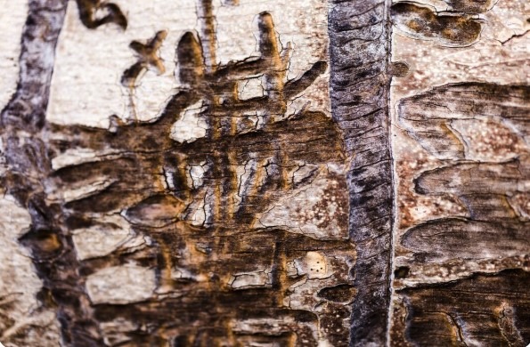Close-up view of wood severely damaged by termites, showing carved tunnels and stripped layers beneath the bark.