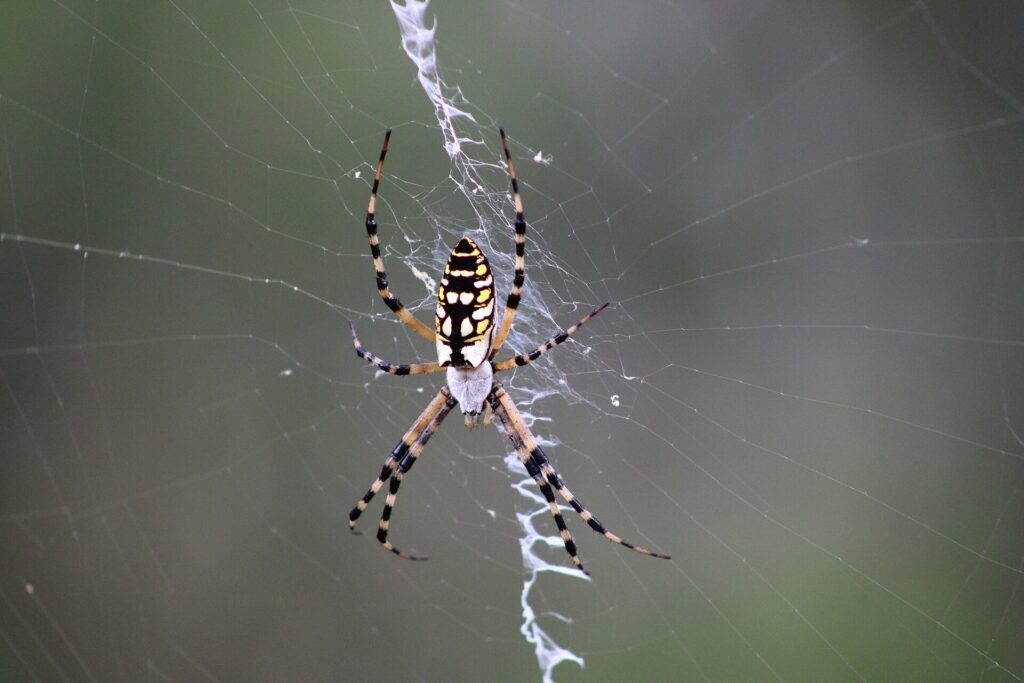 Yellow garden spider on a web 