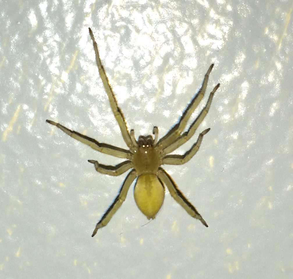Close-up of a yellow sac spider