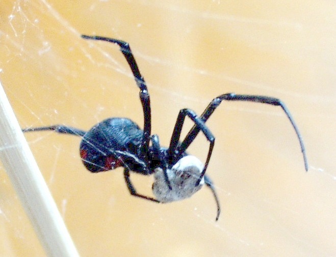 Black widow spider eating prey on a web