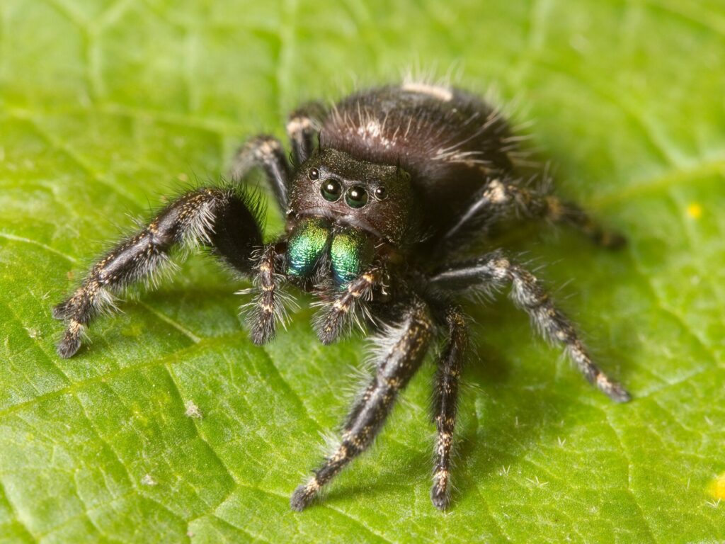 Close-up of a jumping spider on a leaf