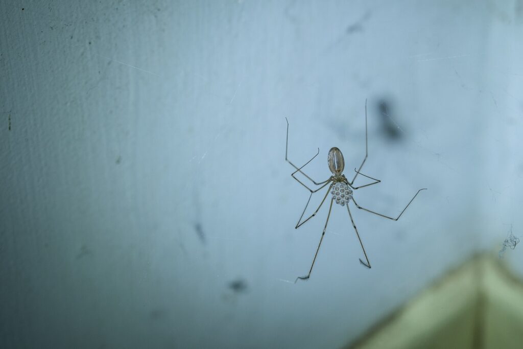 Cellar spider with eggs on a glass surface