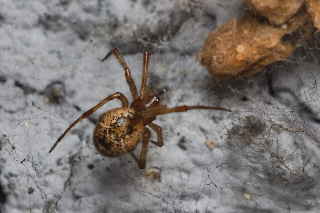 Close-up of a house spider on a rocky surface 