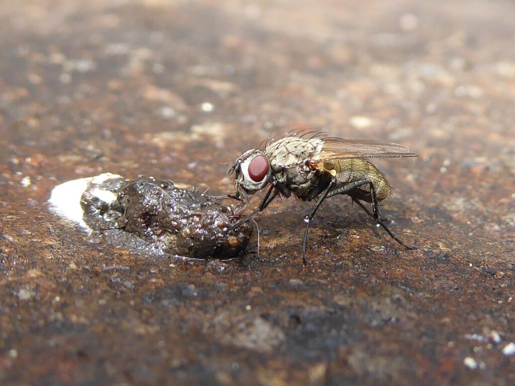 Close-up of a fly feeding on bird poop 