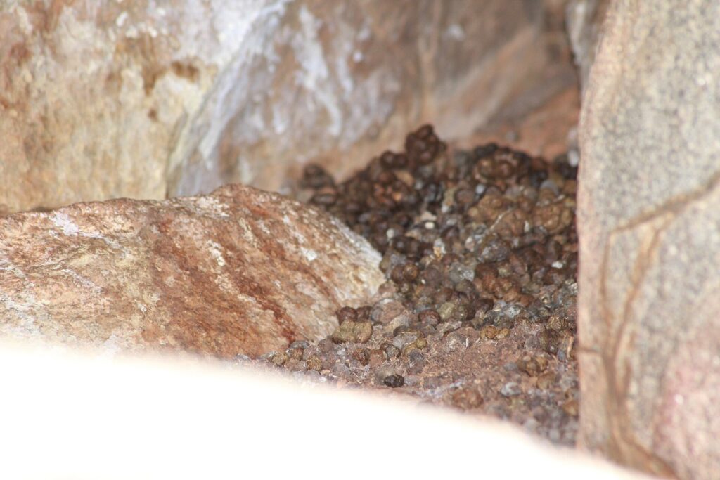 Snake droppings in a hidden rocky area 