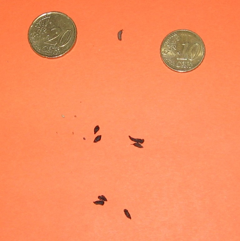 Mouse droppings over an orange surface, and two coins at the side
