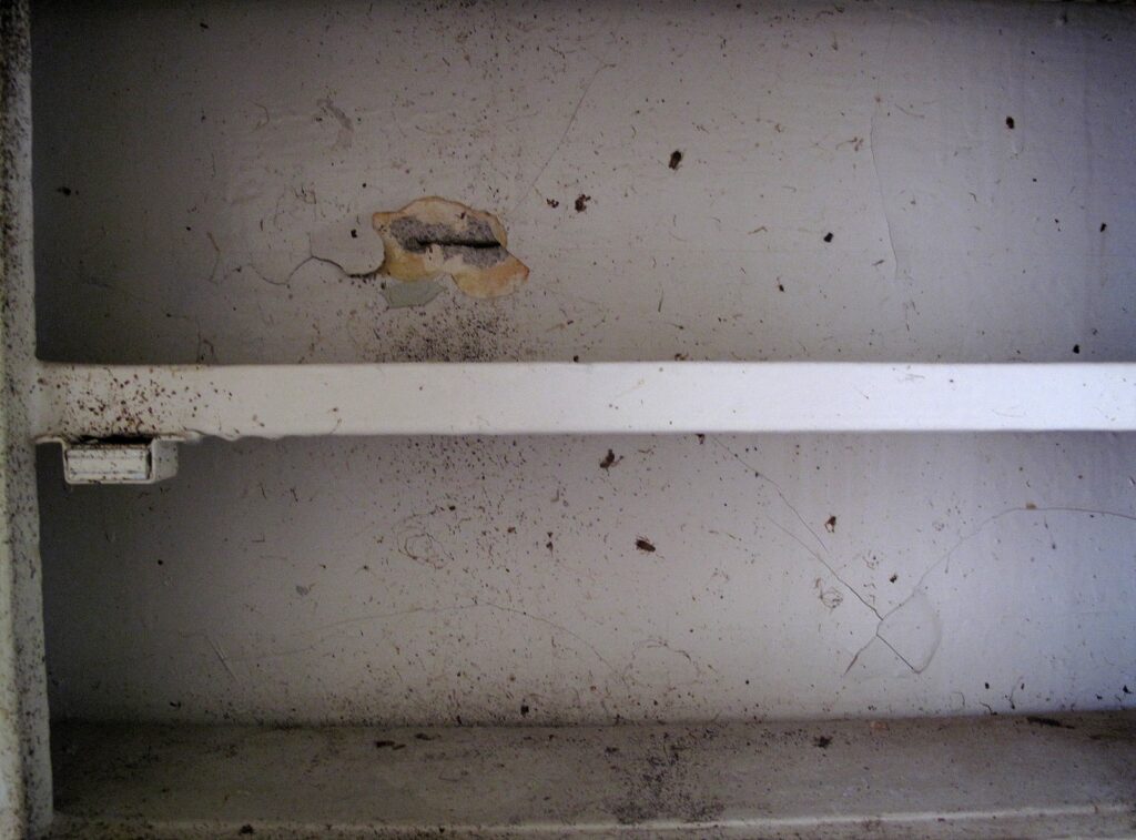 Cockroach access hole with small cockroaches and scattered frass 