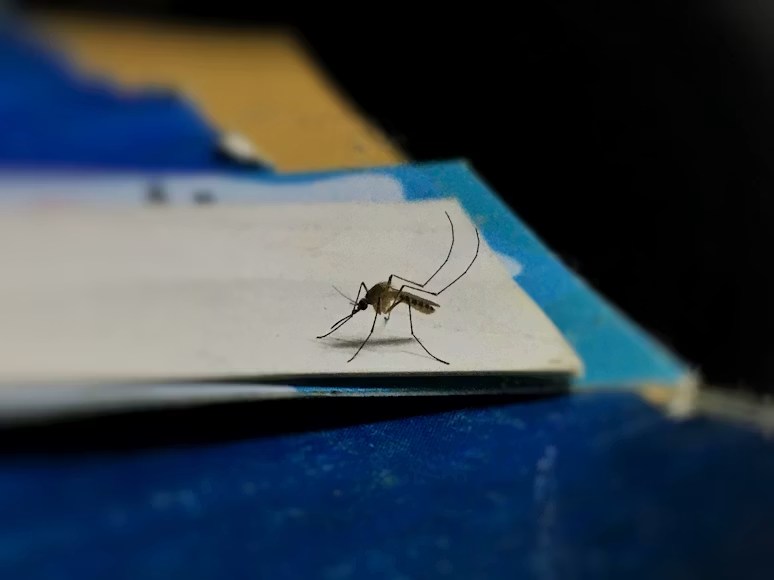 Macro close-up of a brown mosquito with long legs and antennae resting on the white and blue edge of a stacked surface, against a dark blurred background. 