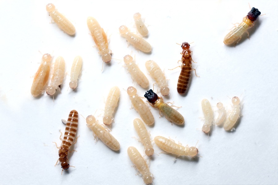 West Indian powderpost termites on a white surface