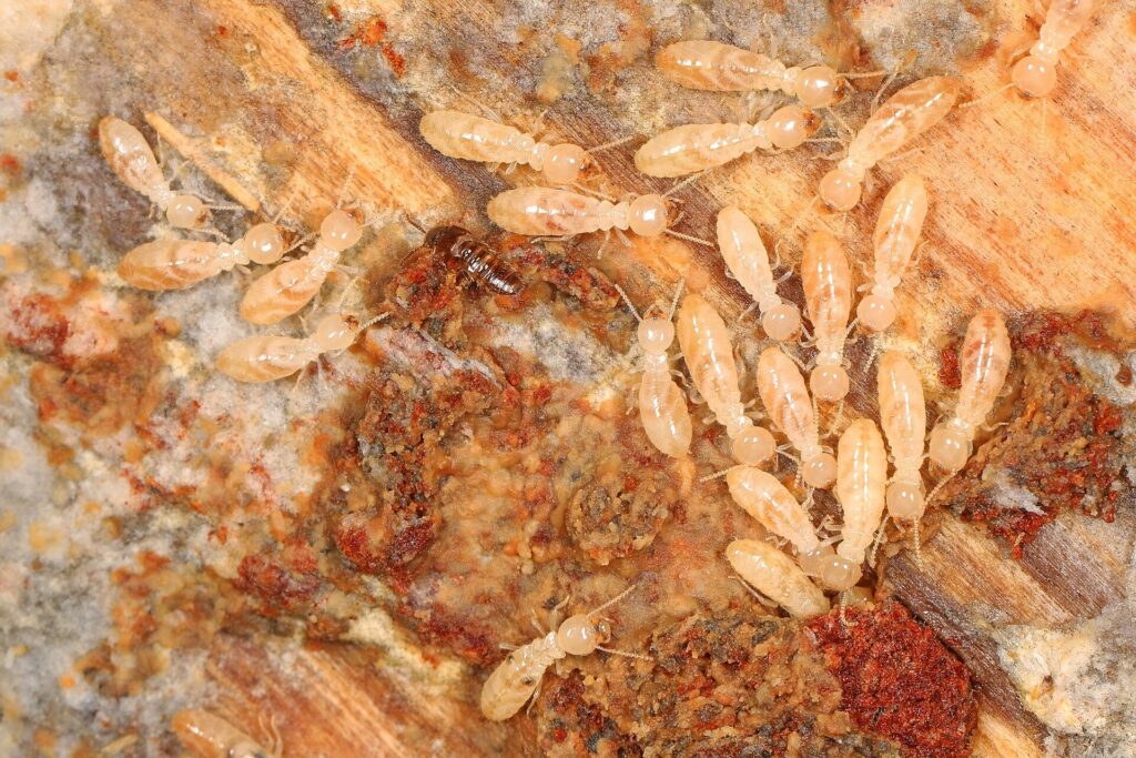 Colony of Eastern subterranean termites on a moist and wooden surface
