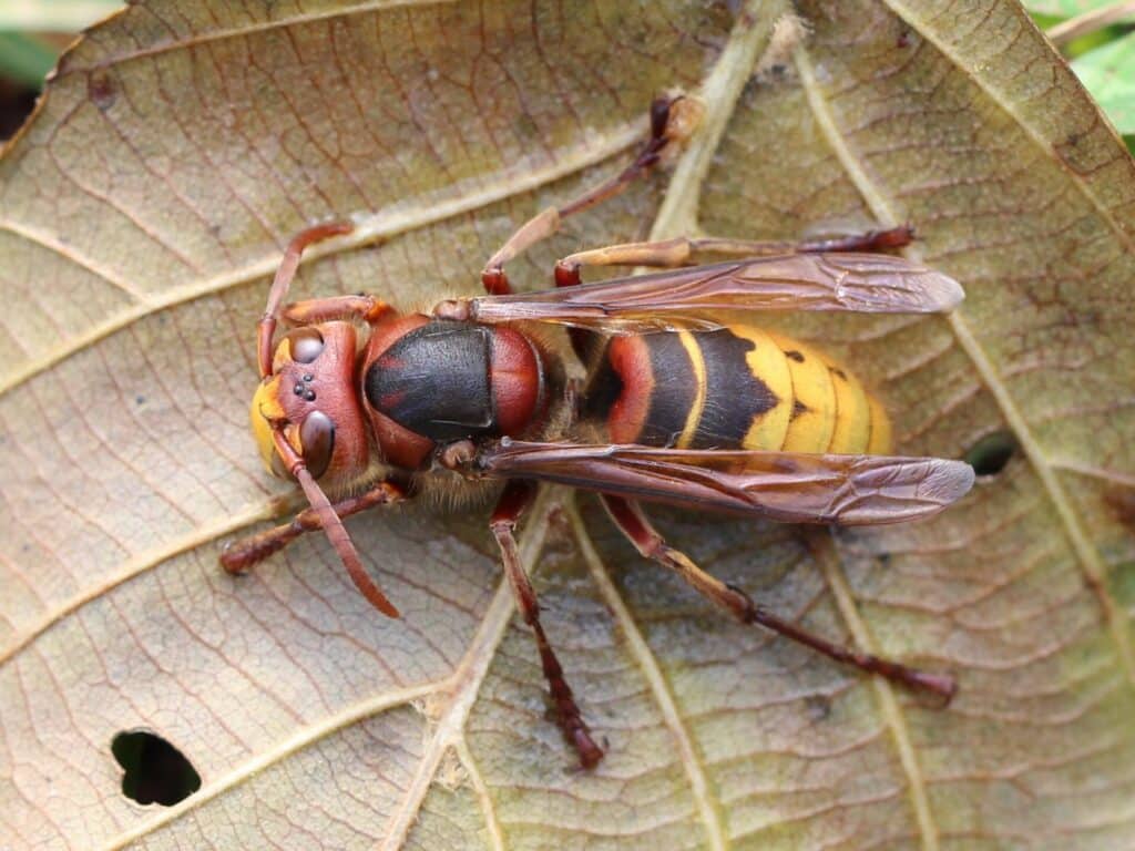 European hornet on a leaf