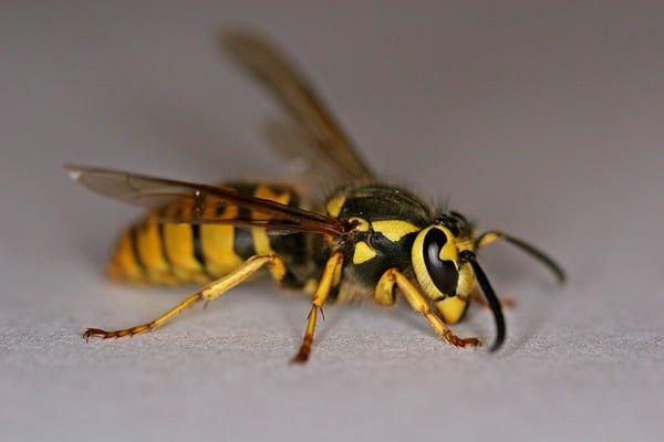 Close-up of a yellow jacket wasp
