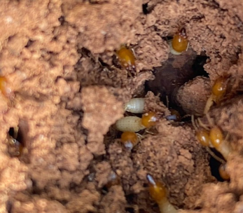 Close-up of Formosan termites on a muddy surface