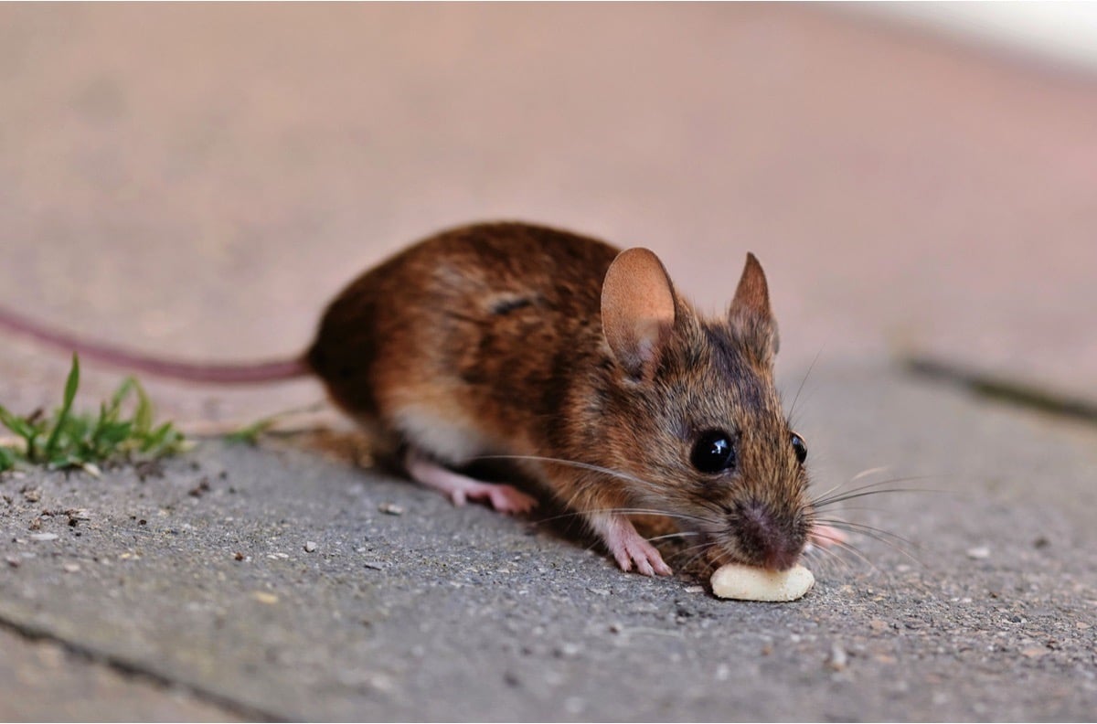 Close-up of a house mouse feeding on a crumb, illustrating the type of rodent commonly found in High Point, NC homes