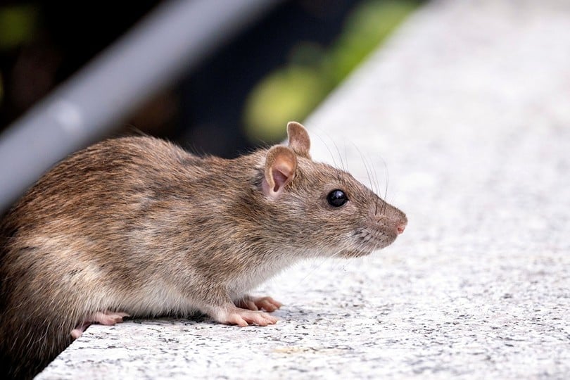 Norway rat on a concrete ledge near a residential property