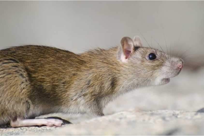 A brown rat moving along a concrete surface, shown in close-up profile view