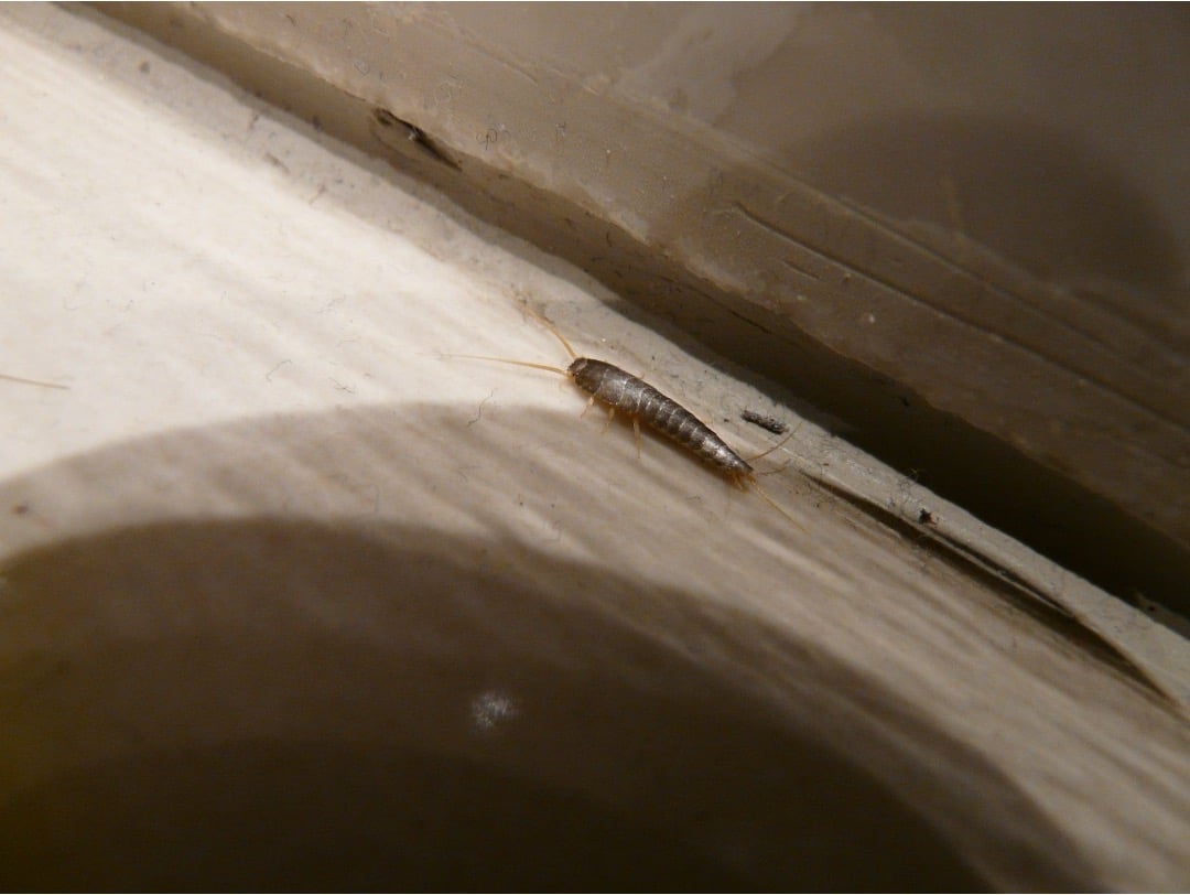 A silverfish crawling along the edge of a wooden baseboard