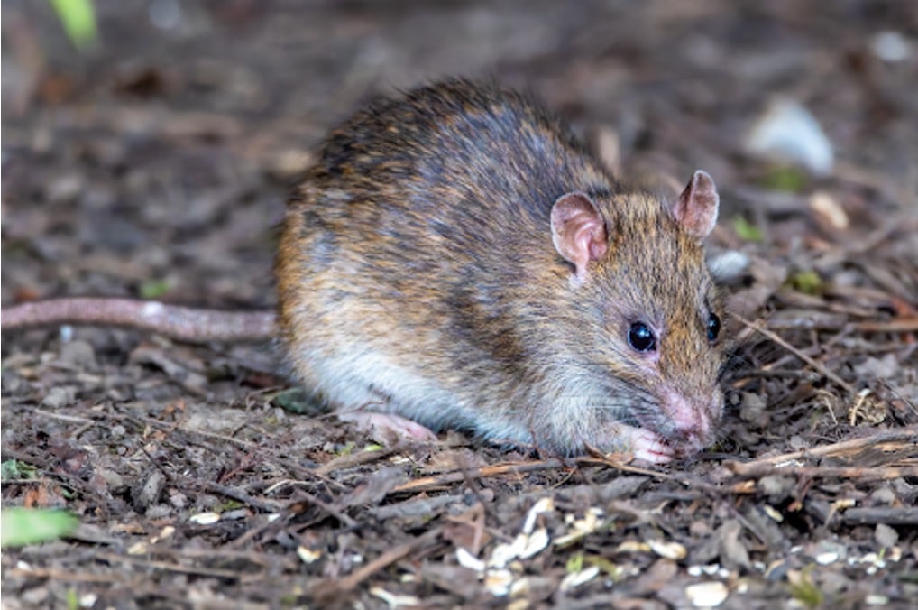 Brown rat foraging among scattered seeds and leaf litter, a common sign of rodent activity near homes