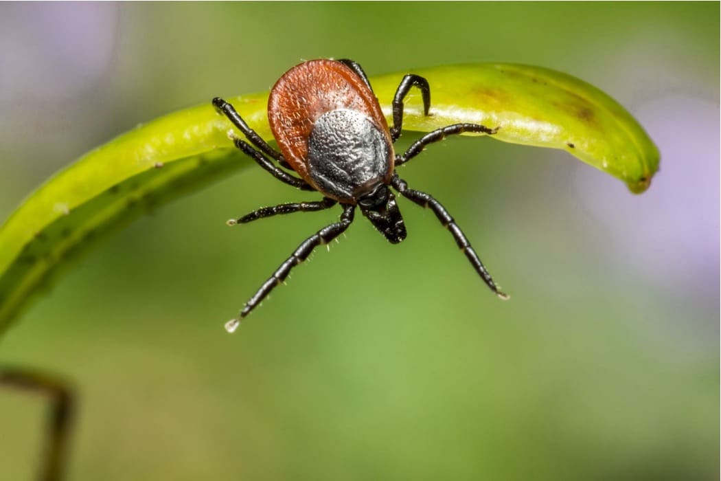 Close-up of a brown-and-black tick perched on the edge of a green leaf