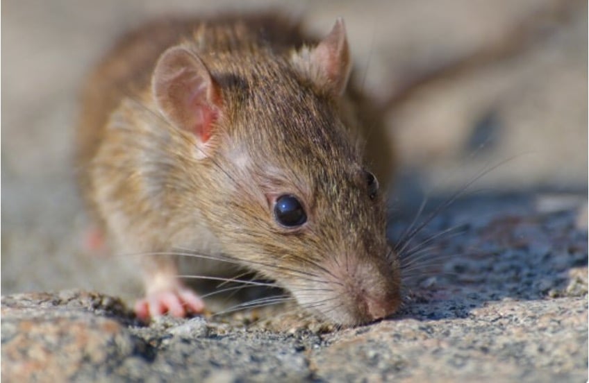 Close-up of a brown rat resting on a stone surface