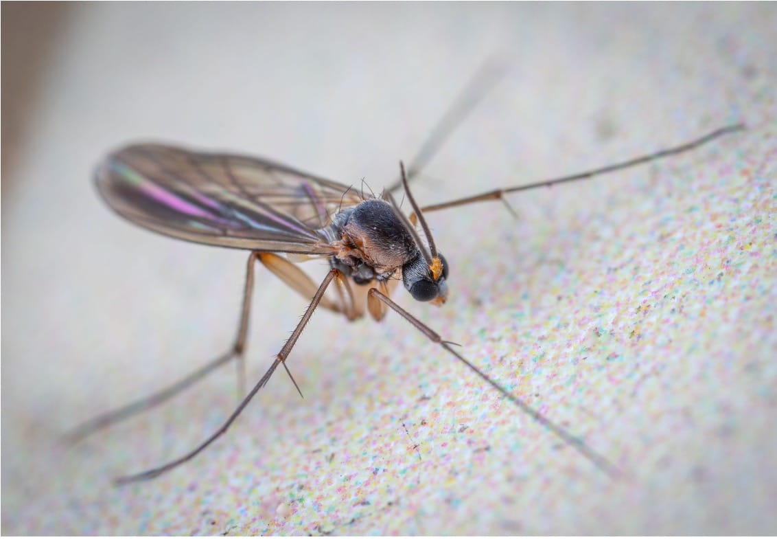 Close-up of a gnat with iridescent wings and long thin legs resting on a speckled surface