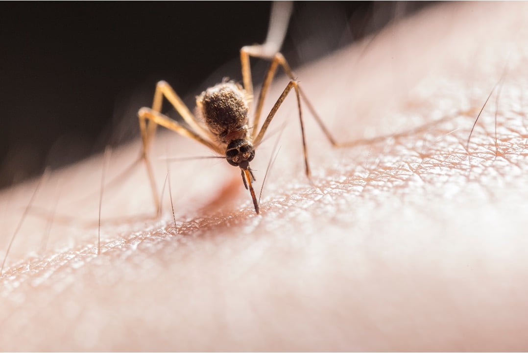 Close-up of a mosquito piercing human skin with its proboscis, showing how a bite begins