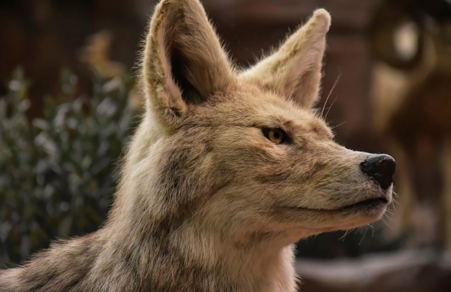 Close-up view of a coyote in a yard, where it's likely to leave segmented poop