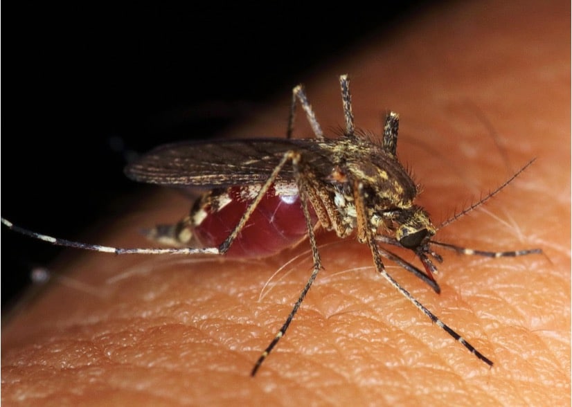 Close-up view of an adult female mosquito, the only sex that bites humans