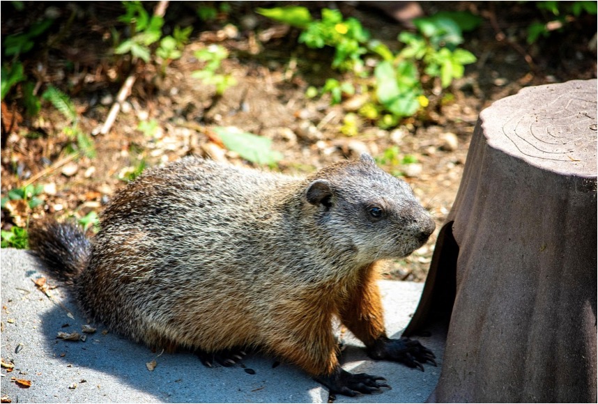 Groundhog beside a burrow entrance, the setting where its droppings are typically found