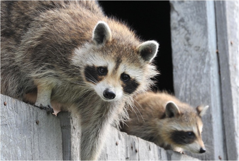 Raccoons in an outdoor barn, where they tend to leave dark, blunt-ended droppings