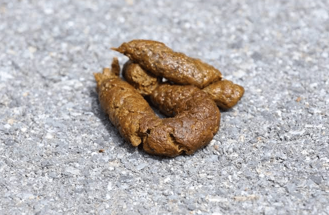 Close-up view of dog poop, showing its smooth texture with no visible fur or bones. 